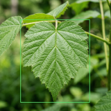 Query: Leaf specimen